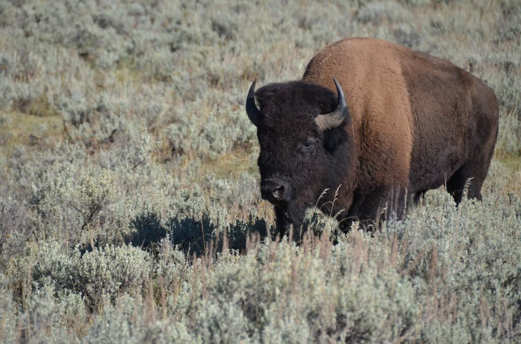 Un bison à Lamar Valley