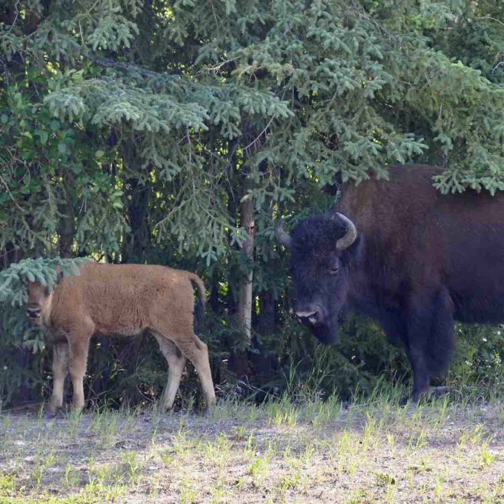 Bisons sur l'Alaska Highway