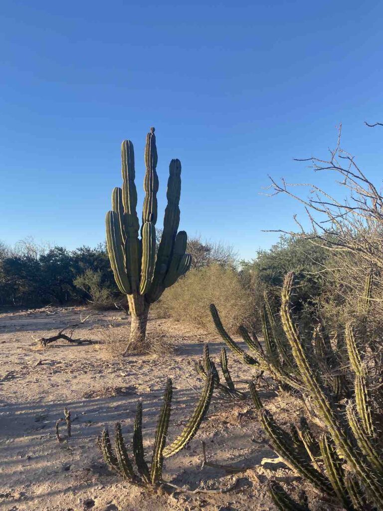 Valle de los Gigantes