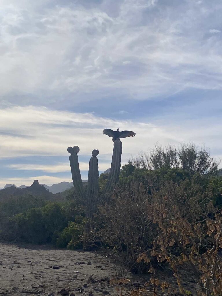 Valle de los Gigantes