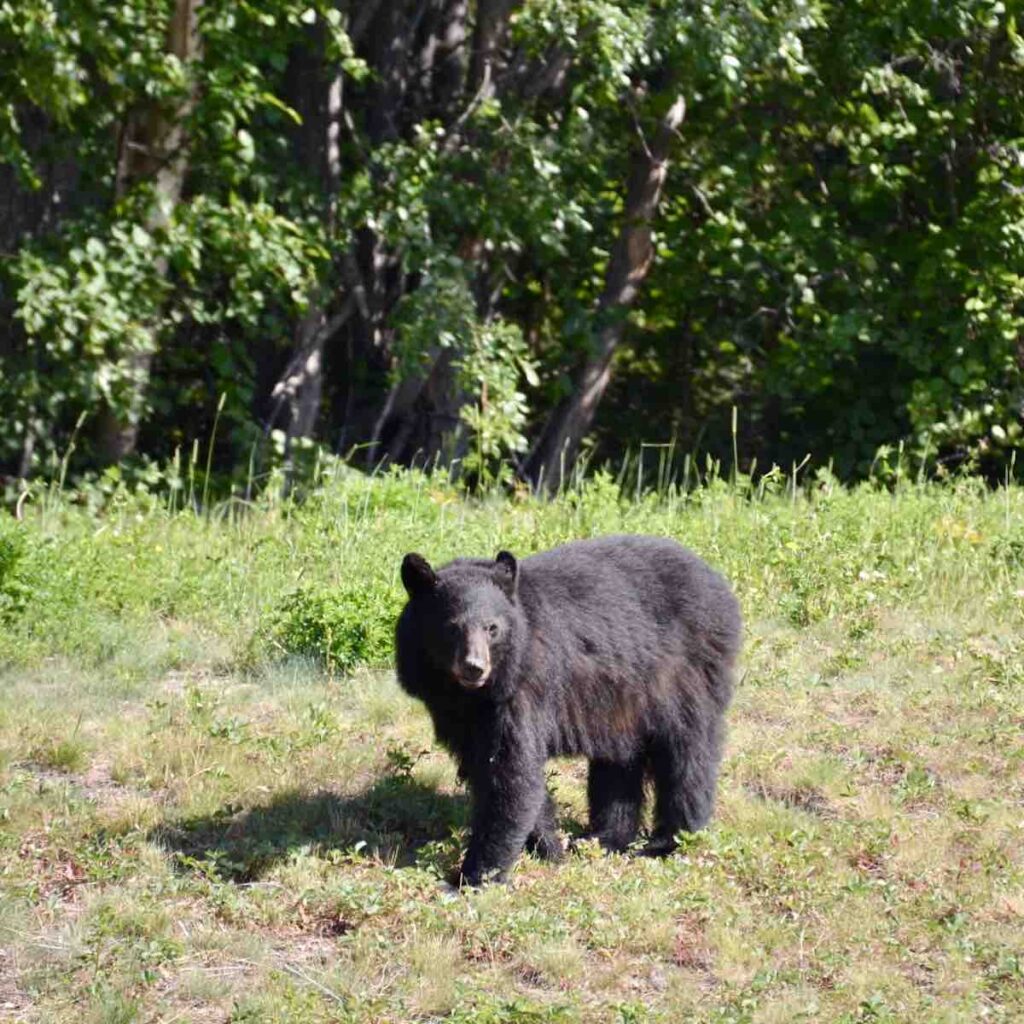 Ours noir sur l'Alaska Highway