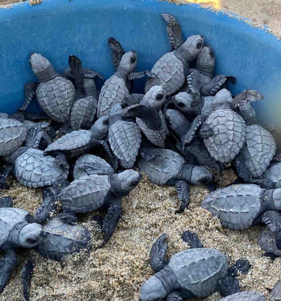 Relâcher de tortues à la plage Los Mango