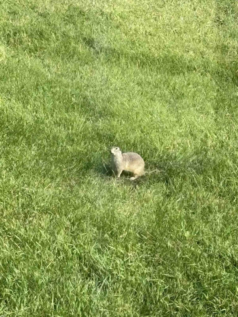 Les chiens de prairies