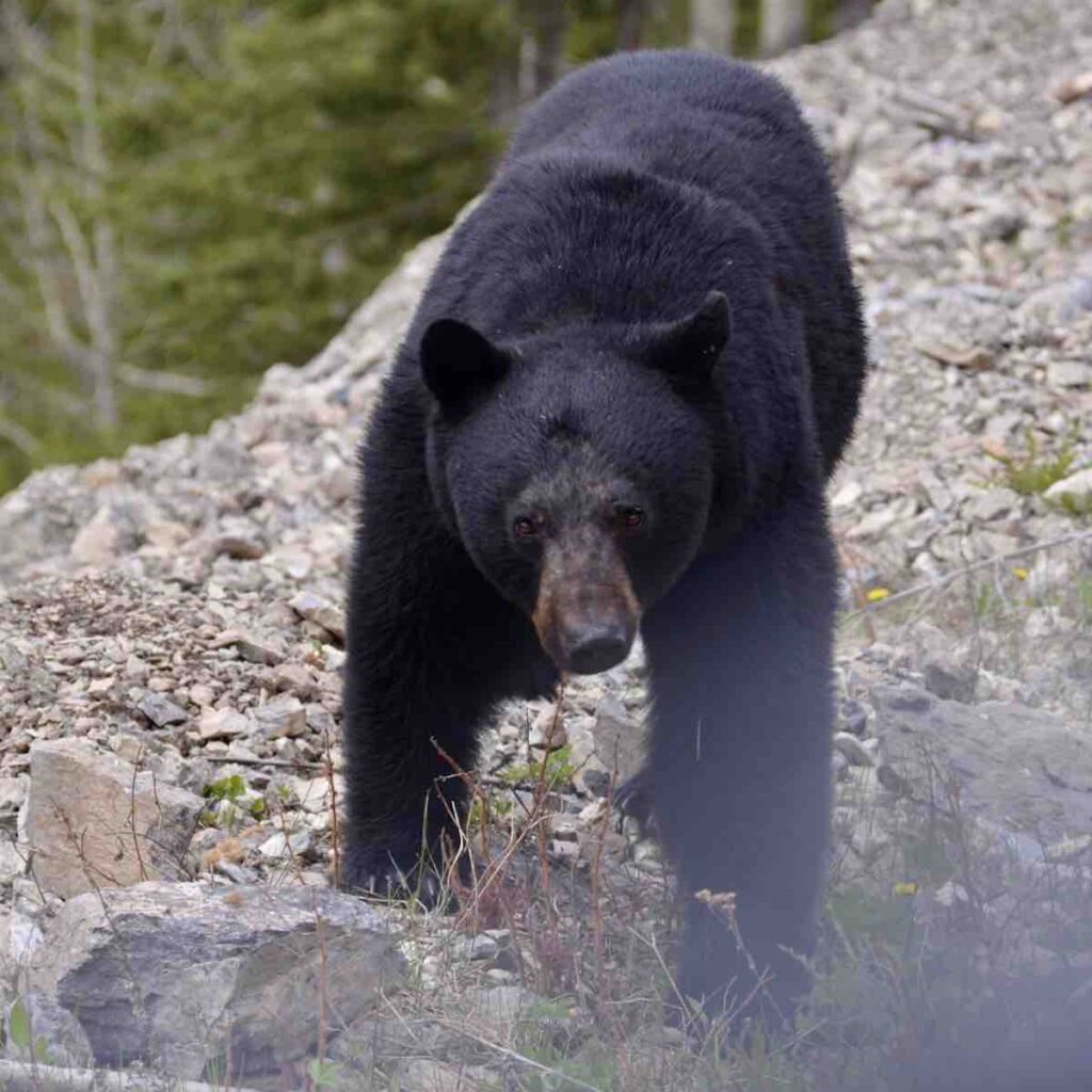 Un ours noir aperçu dans Banff National Park