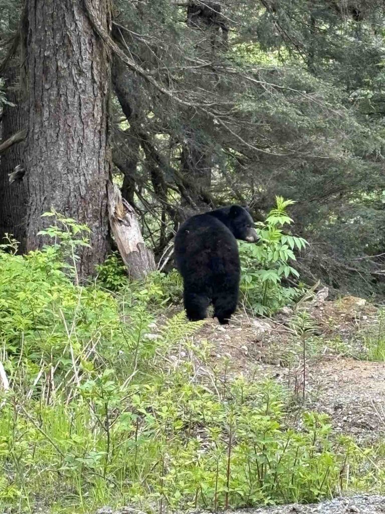 Ours noir à coté du panneau