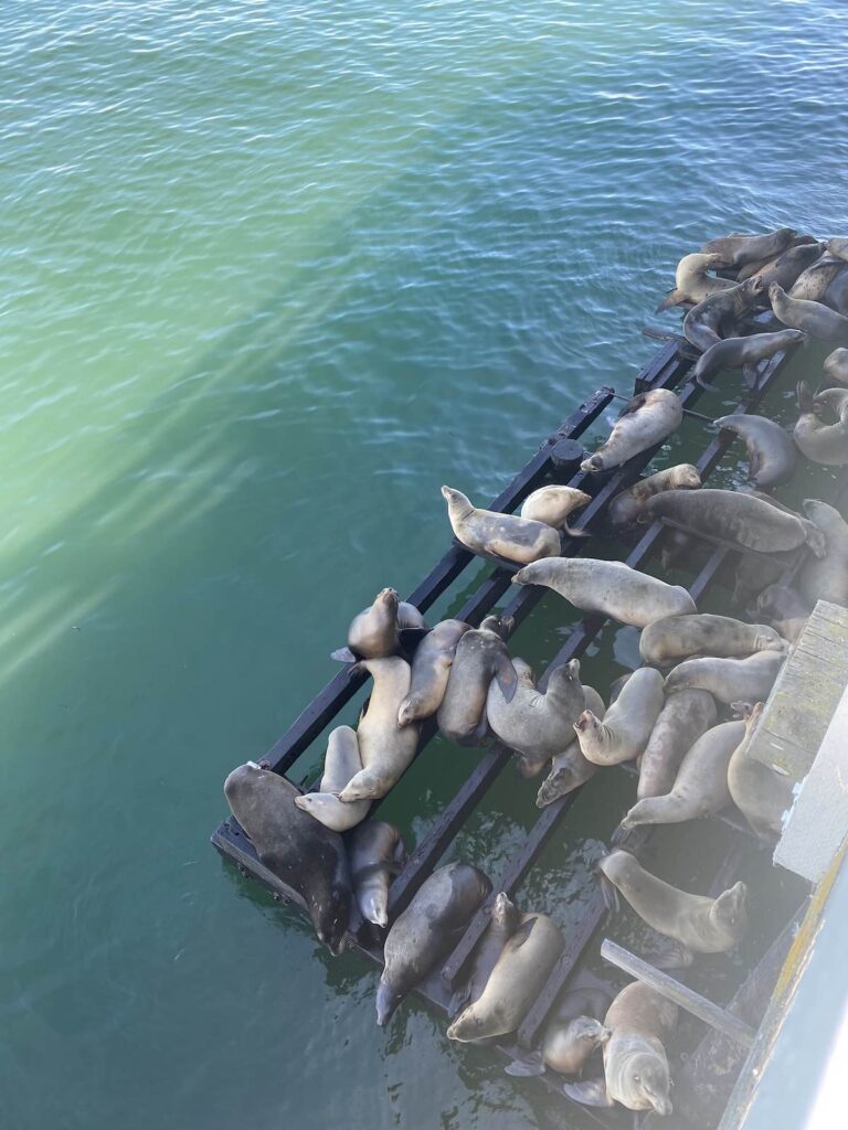 Les otaries sous le Wharf