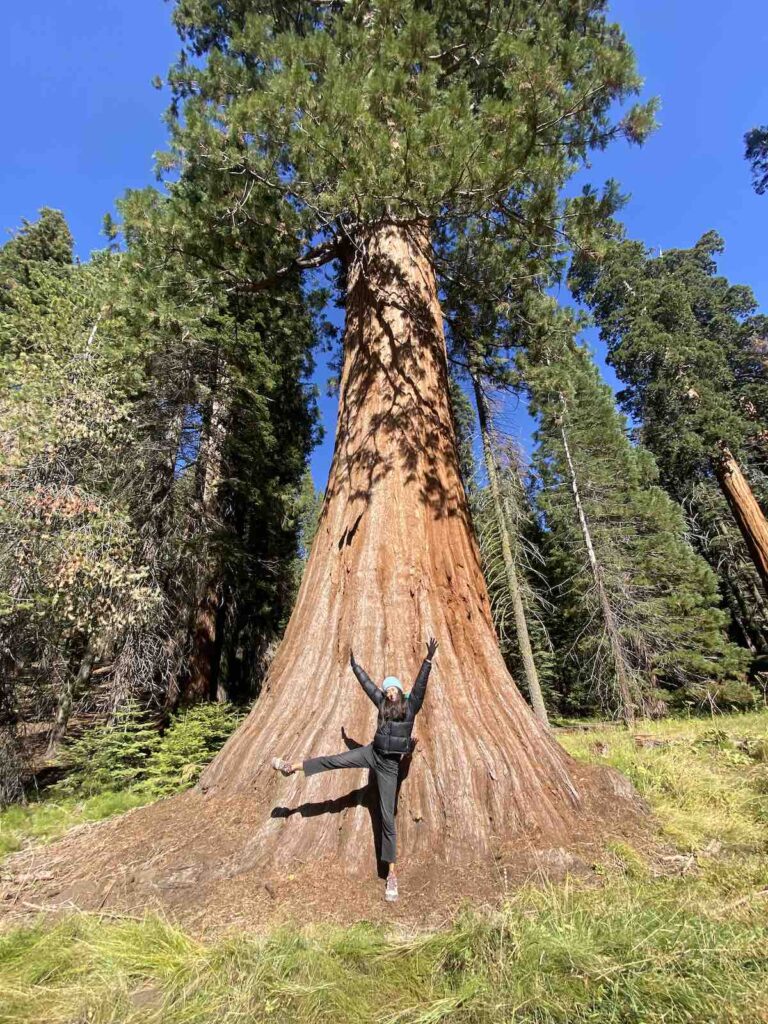 un sequoia