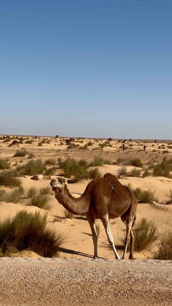 Un dromadaire au bord de la route