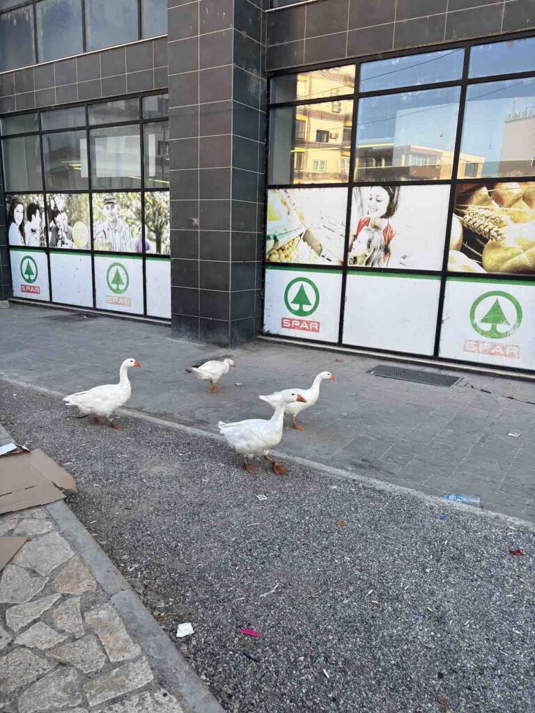 Des oies devant un Spar