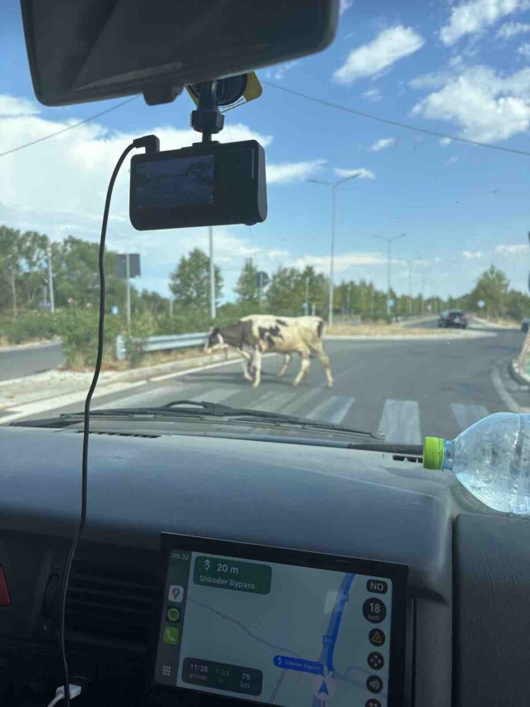 Même les vaches traversent au passage piéton!