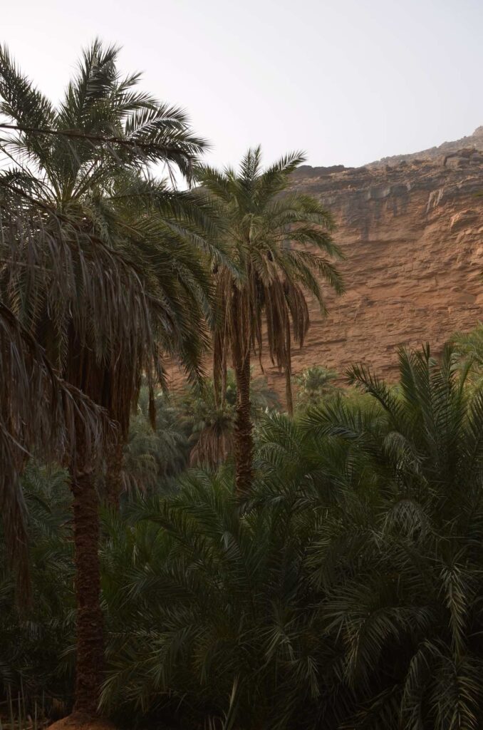 Oasis de Tergit, palmeraie au milieu du désert