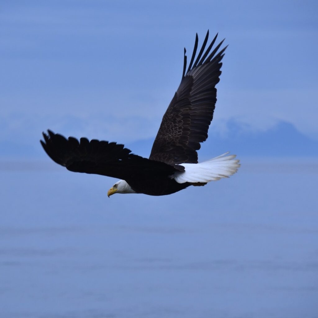 Un aigle à tête blanche qui vole
