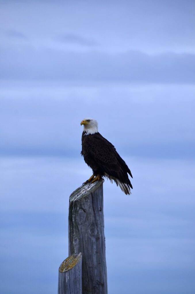 Un aigle à tête blanche à Anchor Point