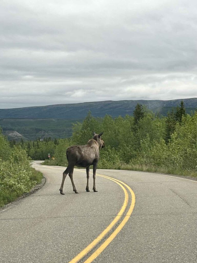 Un élan qui traverse la route