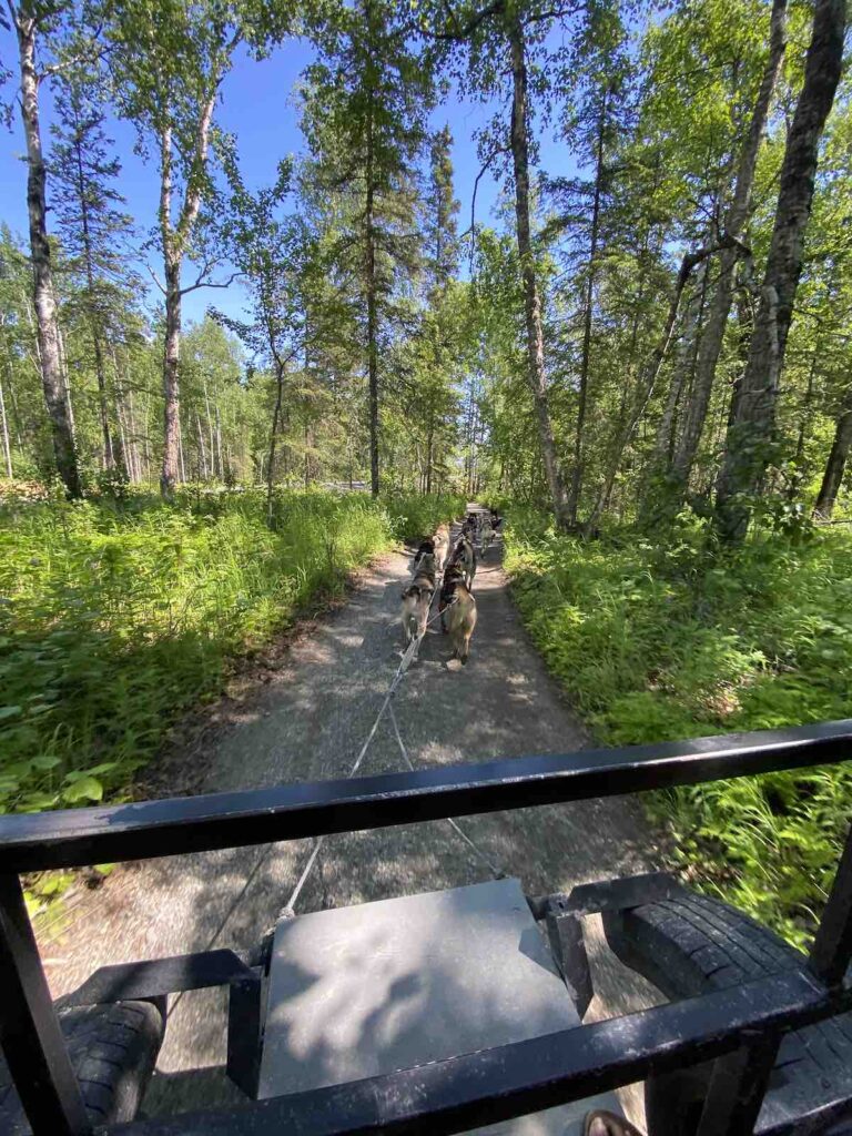 Chiens de traineau Wasilla